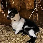 Sieglhub - - 3* Flachau