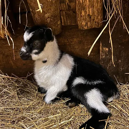 Sieglhub - - 3* Flachau