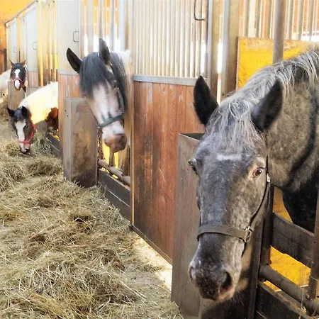 Hotel Sieglhub - - Flachau