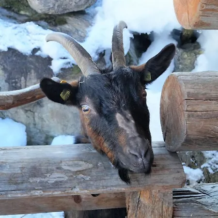 Hotel Sieglhub - - 3*